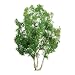 Professional Tree, Snow Gum 2
