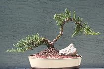 M&M BONSAI CURVED STYLE TRAINED JUNIPER BONSAI TREE