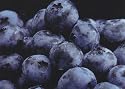 Toro Blueberry Plant - Huge Berries - Early - Self Fertile