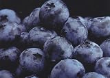 Toro Blueberry Plant - Huge Berries - Early - Self Fertile