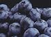 Toro Blueberry Plant - Huge Berries - Early - Self Fertile