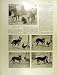 1930 Shetland-Ponies Liverpool Dog Chicken Rooster