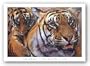 Tiger With Cub At Play by Stan Kaminski 36"x24" Art Print Poster