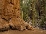 IMAGE OF Trunk of a Giant Sequoia Tree Photographic Poster Print by Michael Melford, 30x40