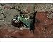 Photographic Prints of VT-8777 Mantis Shrimp - this bright little carnivore hunts mainly at night from Ardea Wildlife Pets
