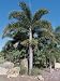 Low Angle View of Foxtail Palm Tree (Wodyetia Bifurcata) Photographic Poster Print, 30x40