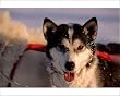 husky dog harness