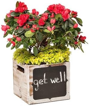 8" Wooden Chalkboard Box (Whitewashed)