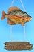 Decorative Crappie Fish Welcome Plaque
