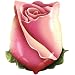 22" Hybrid Tea Rose Bud Helium Shape 22" Hybrid Tea Rose Bud Helium Shape
