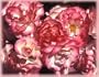 Nicole (Koricole) (Rosa Floribunda) - Bare Root Rose