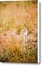 Hollyhocks Canvas Print / Canvas Art - Artist Gabriela Insuratelu