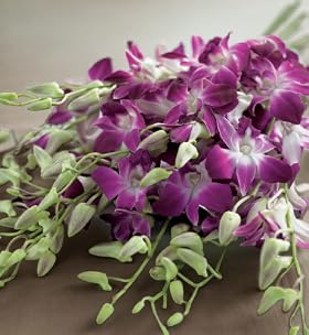 14 Dendrobium Orchids