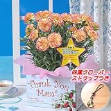 母の日ギフト エコ・カーネーション「パフェ」５号鉢 Ｋ－ＷＰ