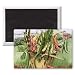 Beans in a Flower Pot, 1995 (acrylic) by.. - 3x2 inch Fridge Magnet - large magnetic button - Magnet