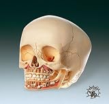6 Year Old Child Skull