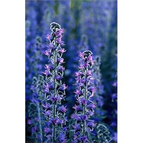 photographie Blue Weed (Viper's grass). est disperible en (L x H): 20 x 30 cm de E. Manewal
