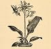 1896 Print Eucharis Bulb Flower Garden Plant Botanical - Original Halftone Print
