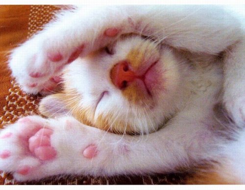 ねこ鍋―みちのく猫ものがたり奥森 すがり