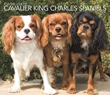 Cavalier King Charles Spaniels, For the Love of 2009 Deluxe Wall Calendar (Multilingual Edition)