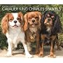 Cavalier King Charles Spaniels, For the Love of 2009 Deluxe Wall Calendar (Multilingual Edition)