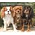 Cavalier King Charles Spaniels, For the Love of 2009 Deluxe Wall Calendar (Multilingual Edition)