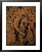 Aerial of the Bungle Bungles, Purnululu National Park, Western Australia, Australia Styles Framed Art Poster Print by Richard I'Anson, 25x31
