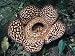 Close-up of the Rafflesia, the World's Largest Flowering Plant, Borneo, Asia Photographic Poster Print by James Gritz, 24x18