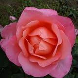 from Giftaplant ROSE HAPPY RETIREMENT-Ideal Retirement, Leaving Gifts Model Ref: ROSHRET9