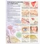 Understanding Allergies Anatomical Chart