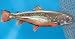Land & Sea Brook Trout Fiberglass Wall Plaque