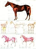 Hippologie planche n� 1 : Squelette et ext�rieur du cheval
