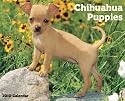 Just Chihuahua Puppies 2010 Calendar