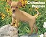 Just Chihuahua Puppies Calendar