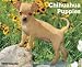 Just Chihuahua Puppies 2010 Calendar