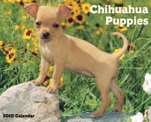 Chihuahua Puppies 2010 Calendar (Just)
