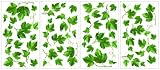 RoomMates RMK1219SCS Evergreen Ivy Peel and Stick Appliques RoomMates RMK1219SCS Evergreen Ivy Peel and Stick Appliques