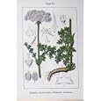 FLOWERS STURMS 1904 LIBANOTIS MONTANA SESELI ANNUM