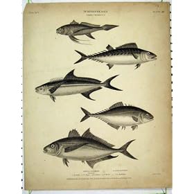 1812 Ichthyology Fish Mackerel Ruber Barbatus Niger