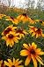 Native Prairie Wild Flowers - 24