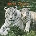 White Tigers 2010 Square Wall (Multilingual Edition)