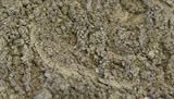 - 	 ZINK COLOR bare Mineral Eye Shadow Pigment ANTIQUE GOLD Vintage MAC style Makeup