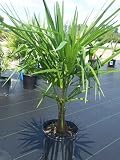 windmill,Trachycarpus fortunei