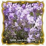 Snapdragon (Linaria maroccana) Jumbo Wildflower Seed Packet - 2000 Seeds