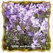 Snapdragon (Linaria maroccana) Jumbo Wildflower Seed Packet - 2000 Seeds