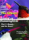 Hooked on Hummingbirds Part 2: Beauty...and the Beast