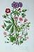 C1870 Anne Pratt Plant Crane'S-Bill Flowers Dove'S-Foot