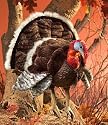 Plush Turkey Puppet