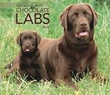 Labrador Retrievers, Chocolate For the Love of 2009 Deluxe Wall Calendar