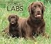 Labrador Retrievers, Chocolate For the Love of  2009 Deluxe Wall Calendar